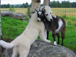 dog hugging goat Meme Template
