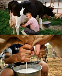 Milk cow Meme Template