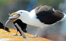 Seagull eating rat Meme Template
