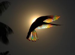 Winged prism Meme Template