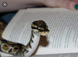 Reading snake Meme Template