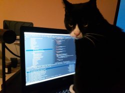 Programmer cat Meme Template