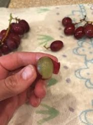 surgery on a grape Meme Template
