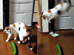 Cat vs Cucumber Meme Template