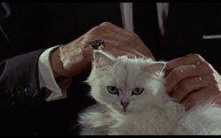 James Bond Cat Meme Template