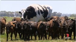Giant Cow Meme Template