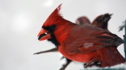 Cardinal Bird Meme Template