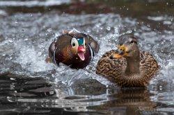 Mandarin duck Meme Template