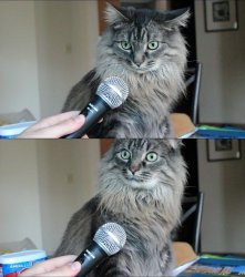 Interview Cat HD (1280x1446) Meme Template