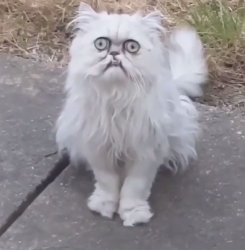 Cat blink motherfucker Meme Template
