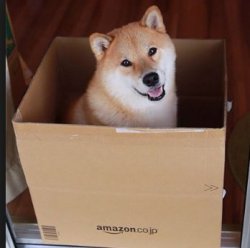 Doge in box Meme Template