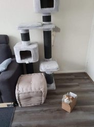 cat tree box Meme Template