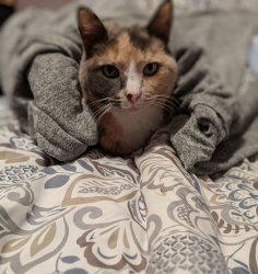 Meow meow muthafucka Meme Template