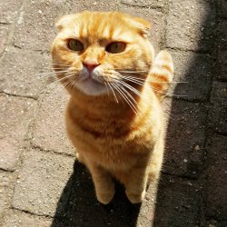 YOU LIED Meme Template