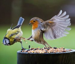 Bird kicking bird Meme Template