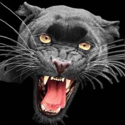snarling panther Meme Template