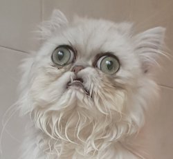 Wilfred Warrior The Cat Meme Template