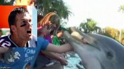 Dolphin bites Brady Meme Template