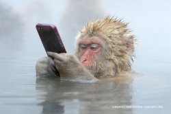Monkey Phone Meme Template