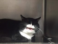 Feral cat Meme Template
