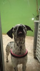 Chule Meme 2 Meme Template