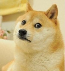 doge is sad Meme Template