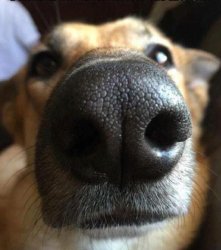 dog nose Meme Template