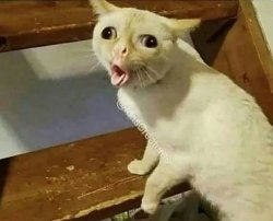 Retarded tongue cat Meme Template