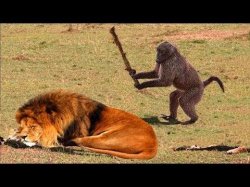 monkey hit lion tree Meme Template