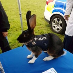 Rabbit Police Meme Template