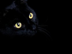 Metaphysical kitty Meme Template