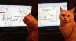 calculations cat Meme Template