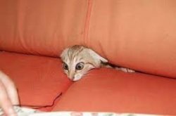 Kitty in sofa Meme Template