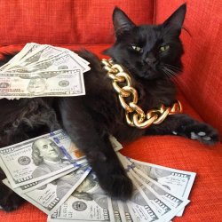 Gangster Cat Meme Template
