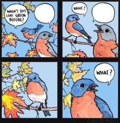 Confused Bird Meme Template