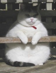Don gatto Meme Template