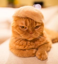 Trumpy Cat Meme Template