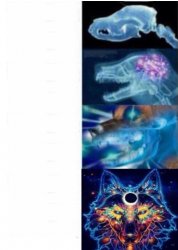 Pets brain Meme Template