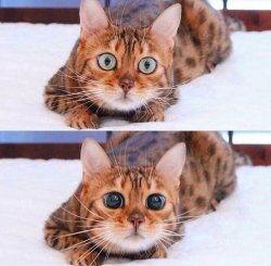 Cat Wide-Eyes Meme Template