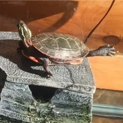 Turtle yoga Meme Template