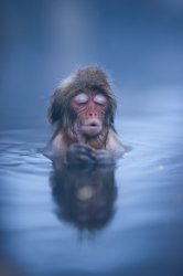 Relaxed monkey in hot springs Meme Template