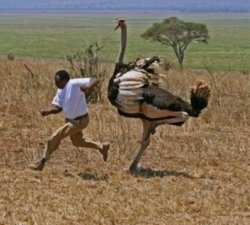 Guy running from ostrich Meme Template