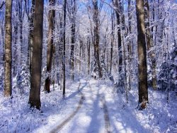 Snowy Woodland Path Meme Template