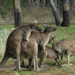 Aussie gangbang kangaroo Meme Template