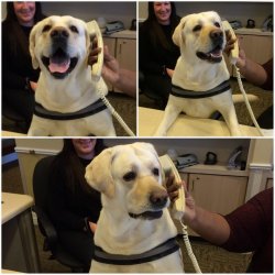 Labrador on phone Meme Template