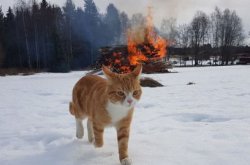Cat walking away from fire Meme Template