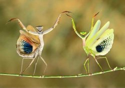 Dancing Mantis Meme Template