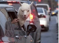 Llama car Meme Template