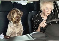 Dog and Grandma Meme Template