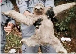 Sloth Memes Meme Template